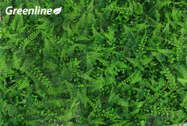 Follaje artificial estándar para muros verdes