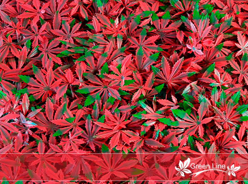 Follaje Maple